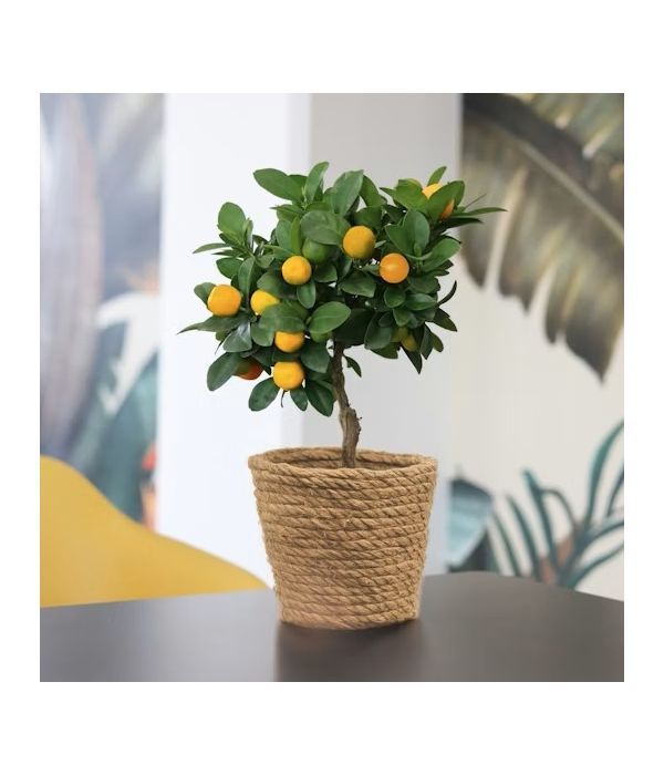 plant-to-france-delivery