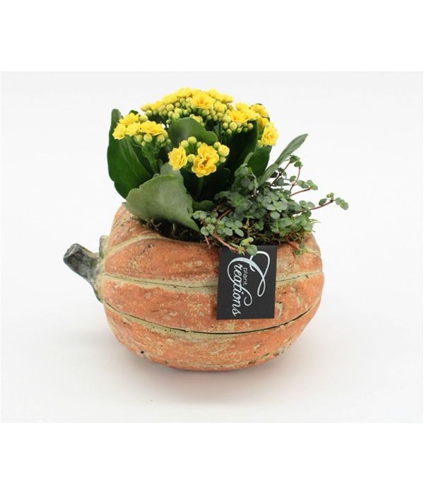 Autumn composition in a ceramic pumpkin with plants