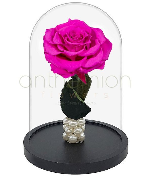 Fuchsia Forever Rose (Big size)