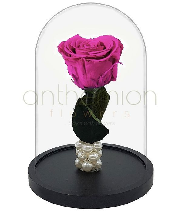 Fuchsia Forever Rose  (Medium size)