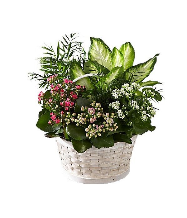 Basket plants arrangement