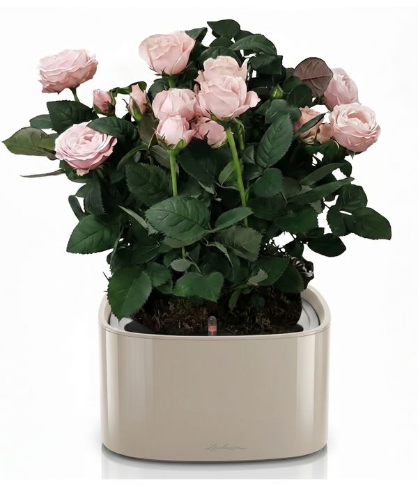 triantafillies-roz-lechuza-pot-anthemionflowers