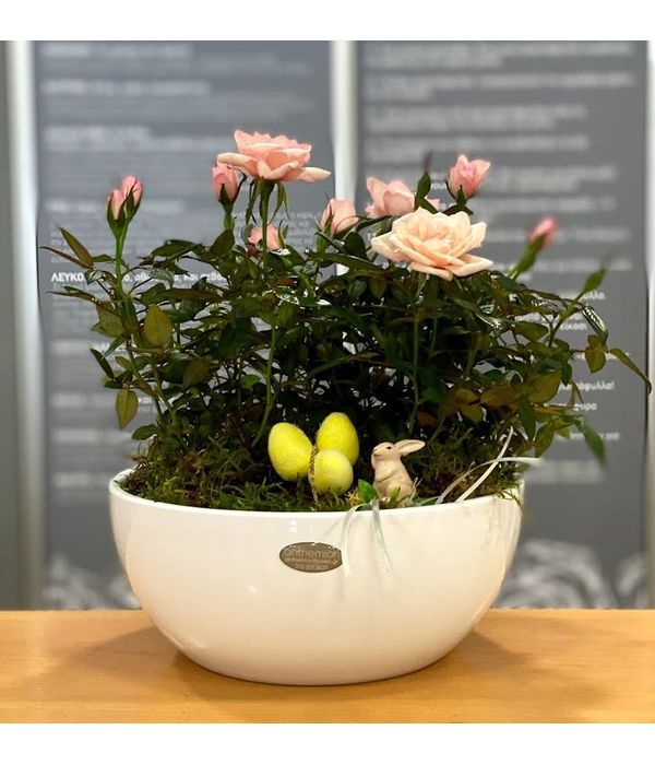 Ceramic bowl with roses plants