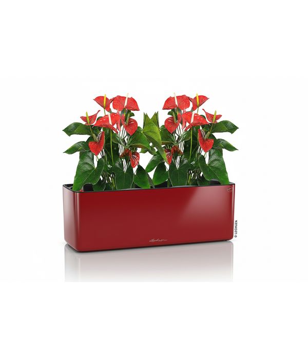 Anthurium in red self watering pot