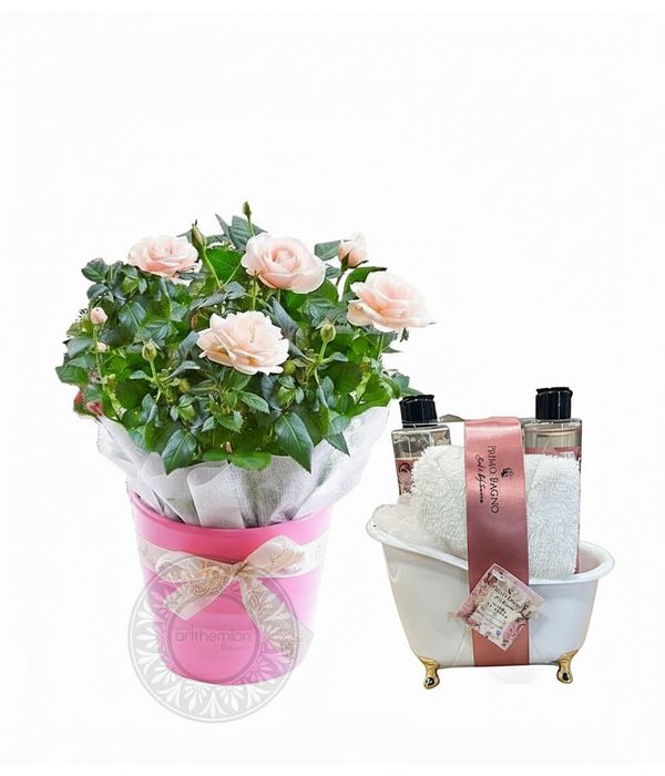 Ultimate Indulgence with rose scent and mini orchid plant