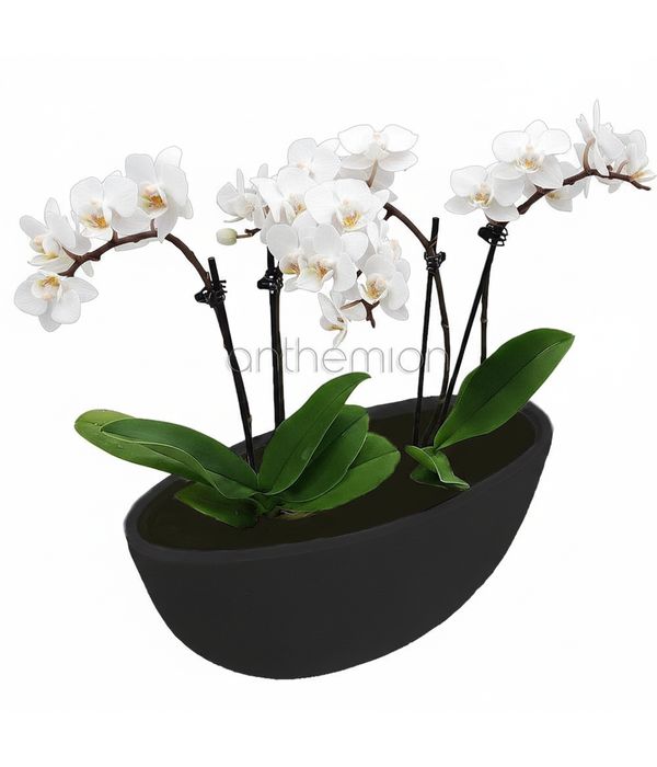 orcidees-fyta-apostoli