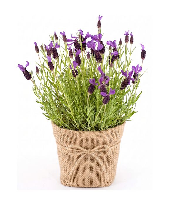 Φυτό Λεβάντα