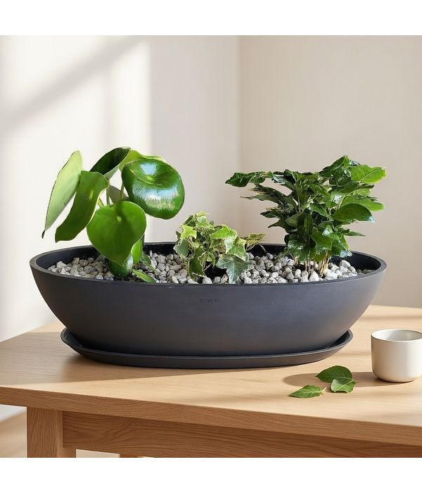 Μαύρη γόνδολα με παχύφυτα