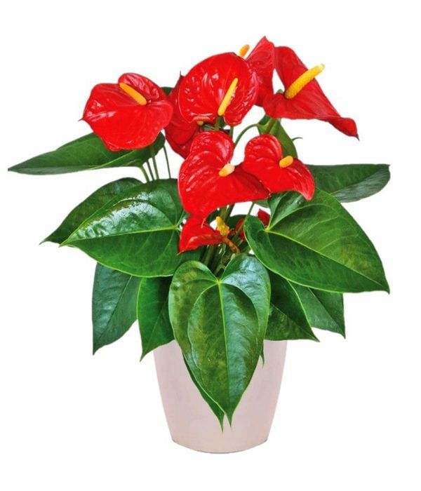 Red Anthurium plant