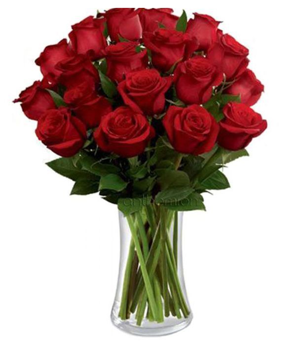 17 red roses