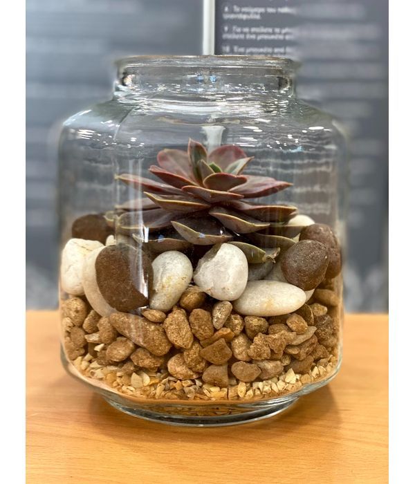 Succulent in a glass jar
