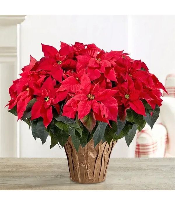 Αλεξανδρινό ΓΙΓΑΣ 