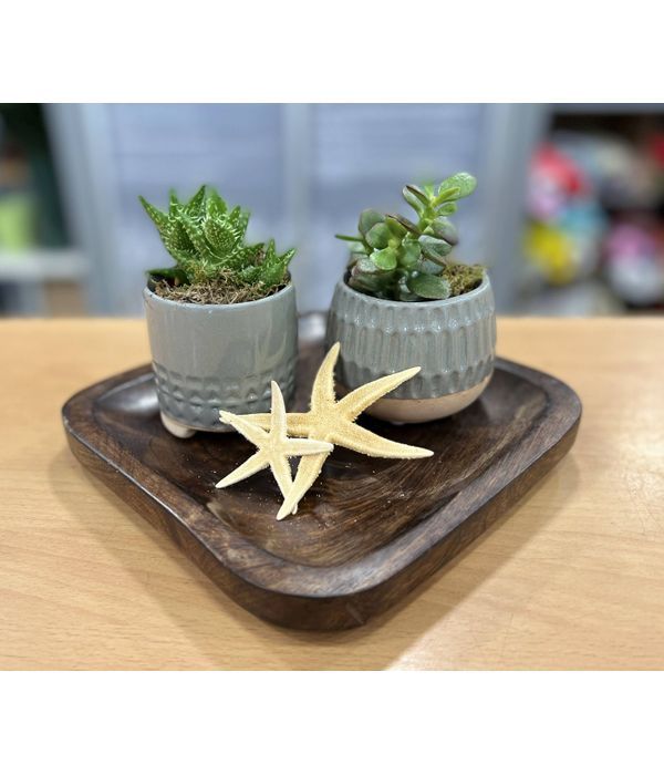 Succulents in a square tray
