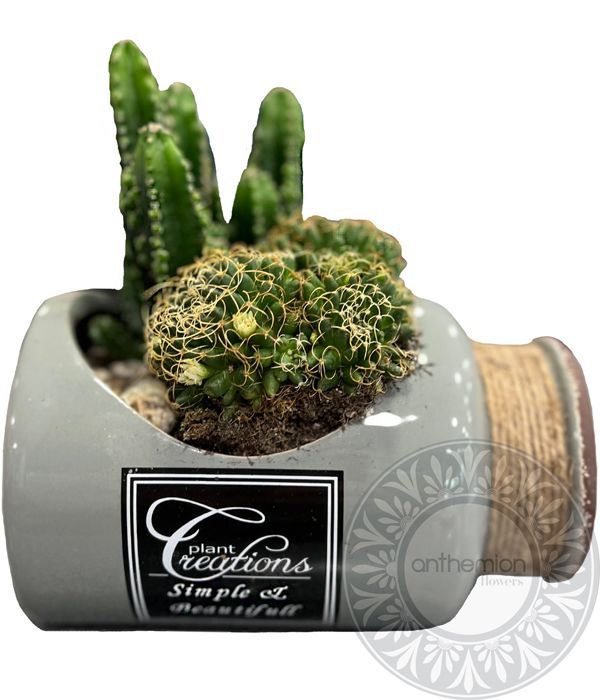 Cactus arrangement in a ceramic bottle
