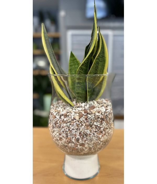Elegant Succulent plant in  glass vase