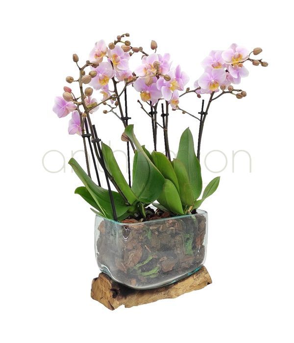 Mini pink orchids in wooden|glass base
