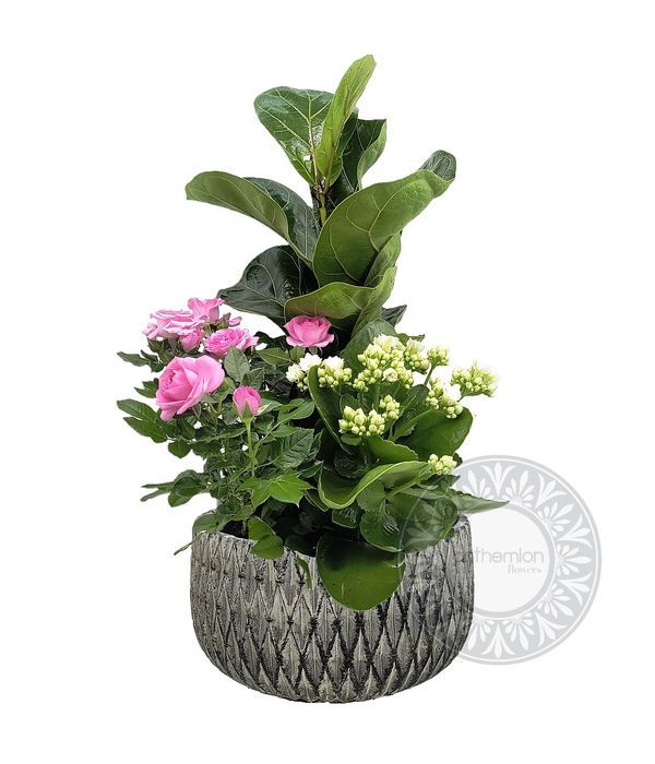 Ceramic plant arrangement