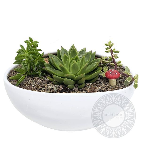 Παχύφυτα σε κεραμική επιτραπέζια βάση