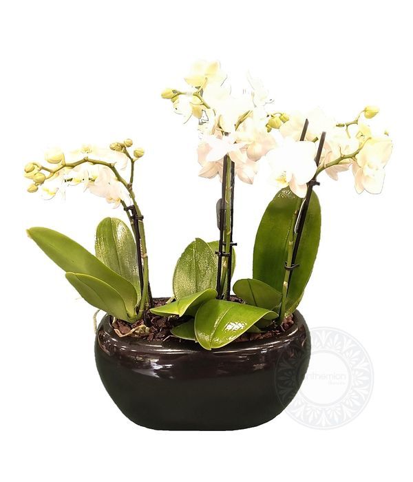 Τρεις λευκές Μίνι ορχιδέες σε γόνδολα