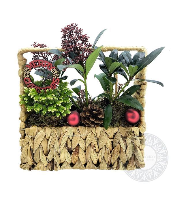 Base with plants and Christmas decoration