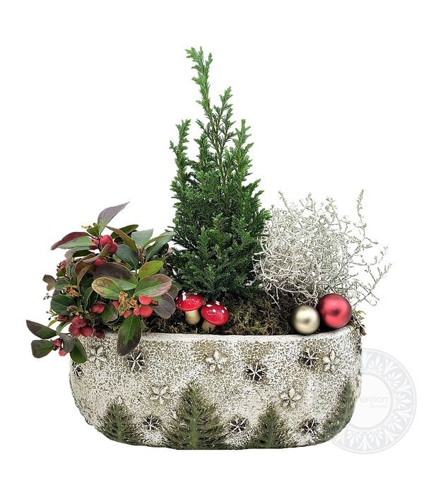 Σύνθεση με φυτά σε τσιμεντένια βάση