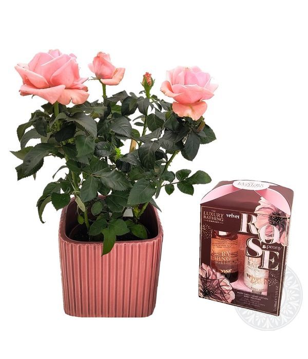 Σετ δώρου φροντίδας σώματος και ροζ μίνι τριανταφυλλιά