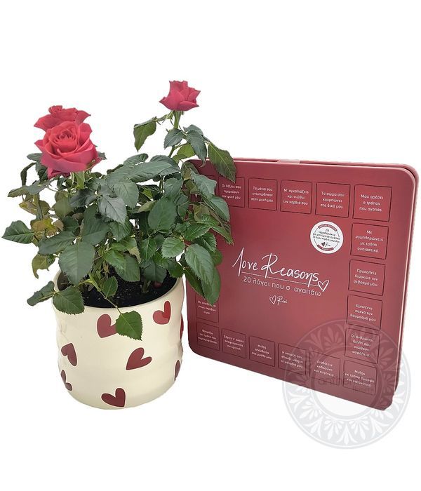 Red rose plant and love chocolates