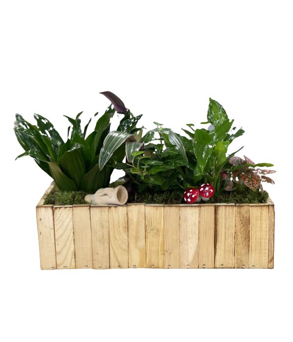Festive plant arrangement