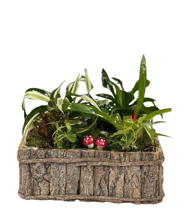 Christmas plants in wooden base