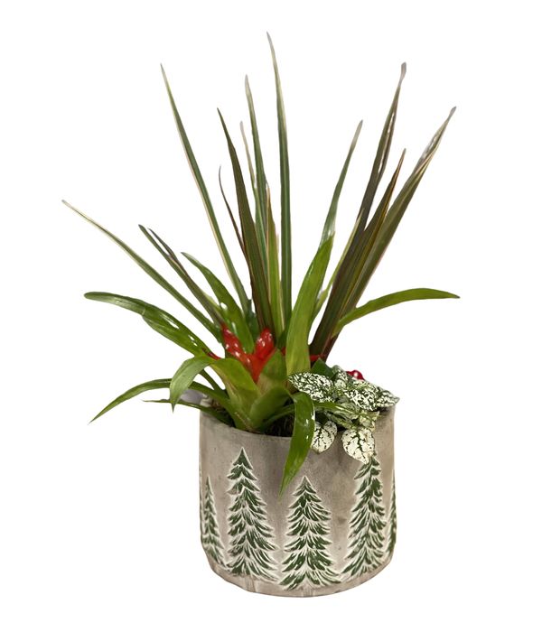Plants in ceramic pot