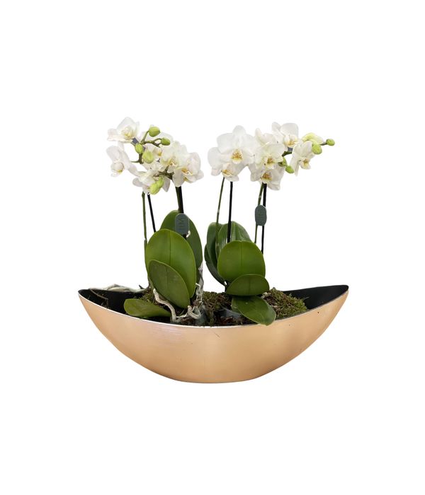 Arrangement with mini orchid plants in a gondola