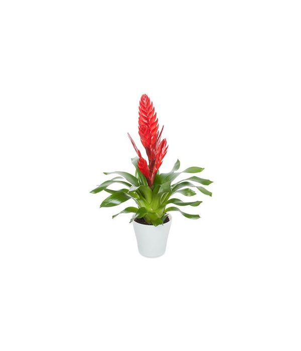 Red Bromelia plant 