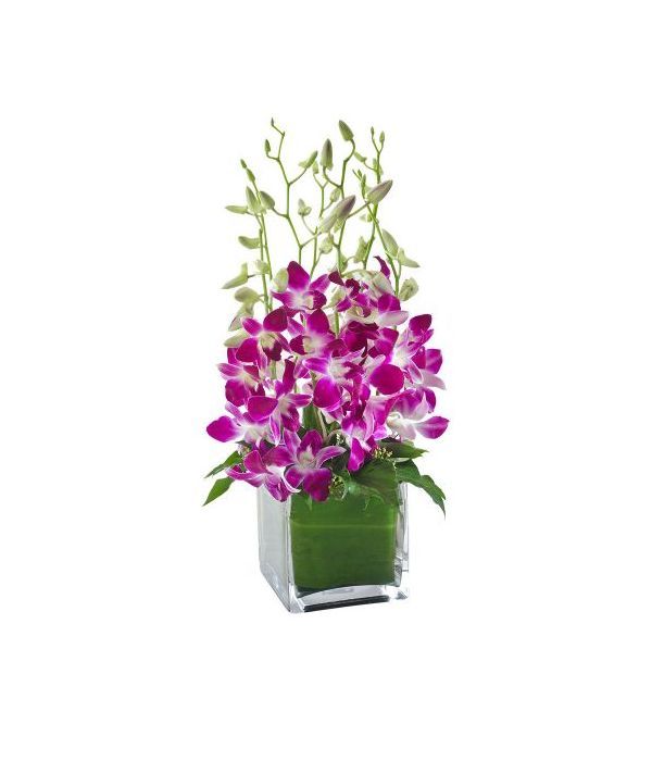 Violetta, Orchids in a Glass Cube