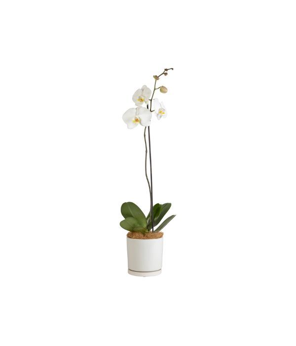 Exquisite Flowering Orchid 