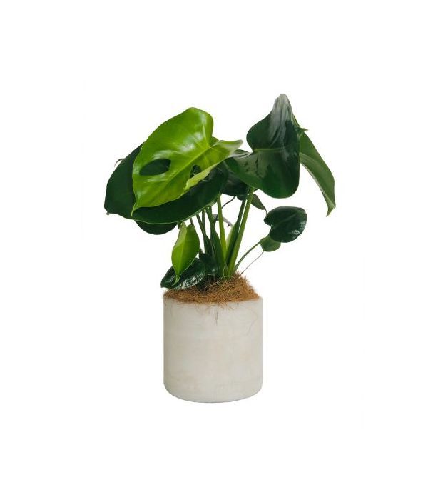 Potted Monstera plant