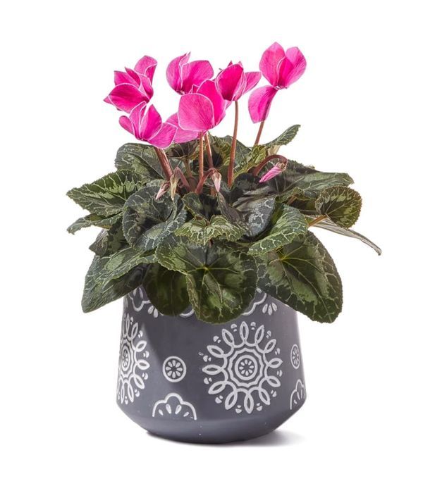 Pink cyclamen plant delivery