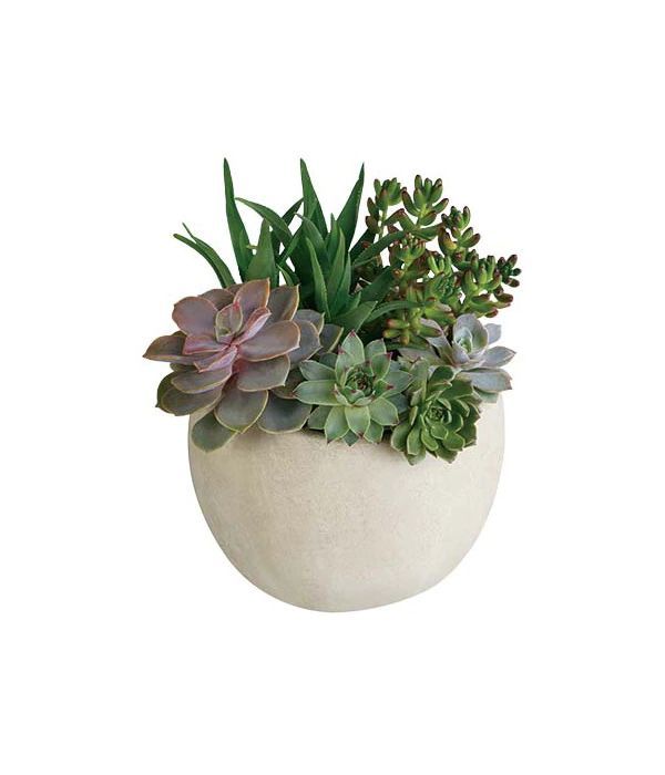 Tirari succulents arrangement