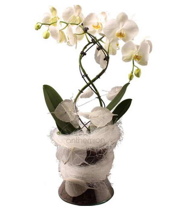 White orchid plant in vase