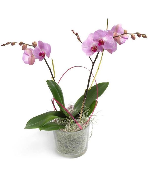 Send Purple orchid plant to Belgium
