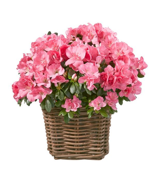 Send pink azalea plant to Switzerland