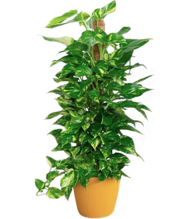 Fast delivery Pothos Plant