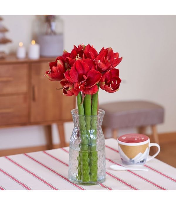 Bouquet of red amaryllis 