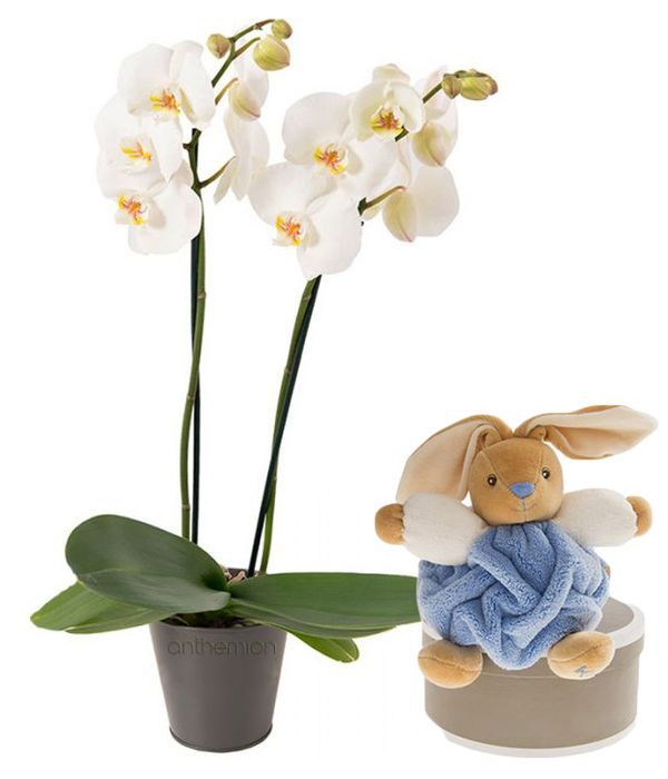 White Orchid Plant with toy