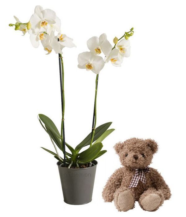Elegant White Orchid with teddy bear
