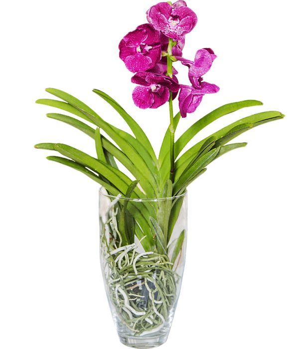 Elegant Vanda Orchid in Vase