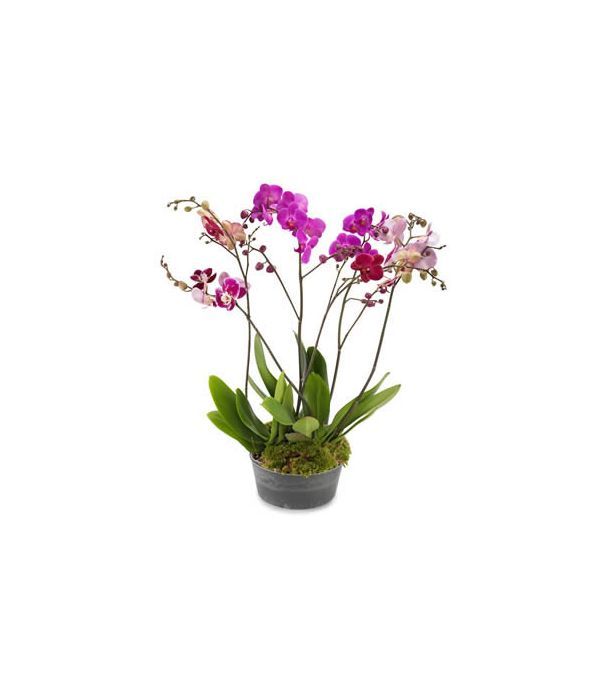 Send today orchid arrangement to Germany