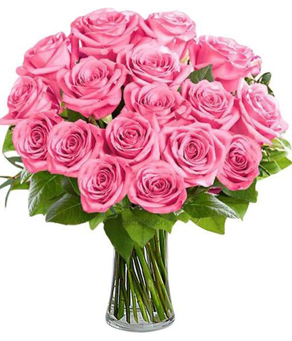 Splendid Pink Roses 