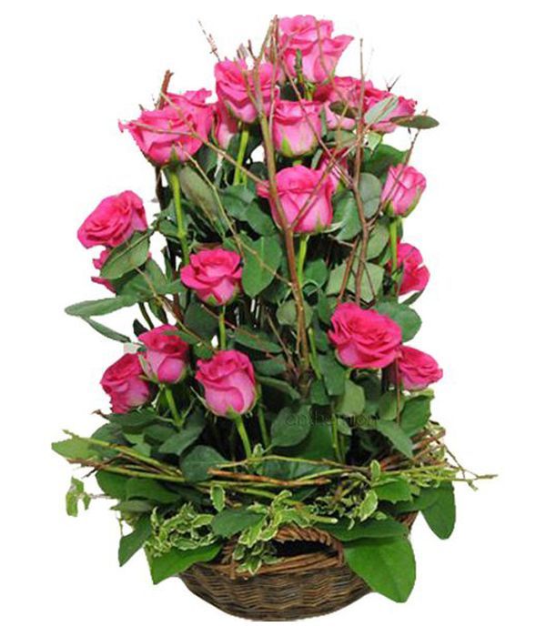 Pink roses in basket 