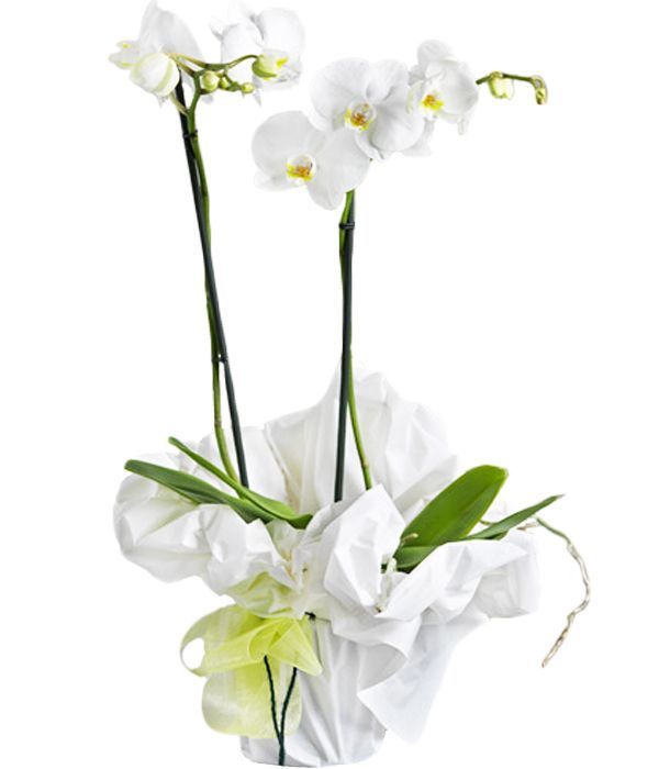 White double Phalaenopsis orchid plant