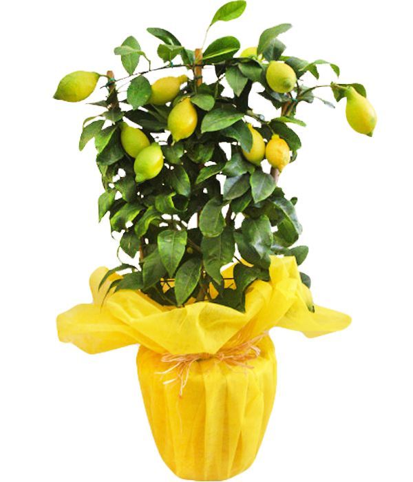Φυτό Λεμονιά στην Ιταλία